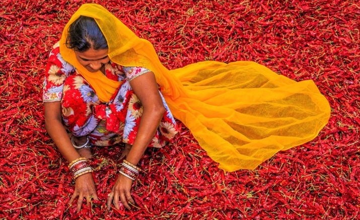 A women sort red peppers