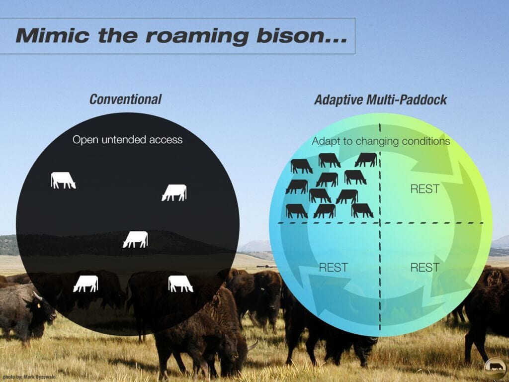 mimic the roaming bison graphic comparing conventional grazing practices with cows in entire field to AMP grazing practices with cows in concentrated area of the field with remaining field at rest