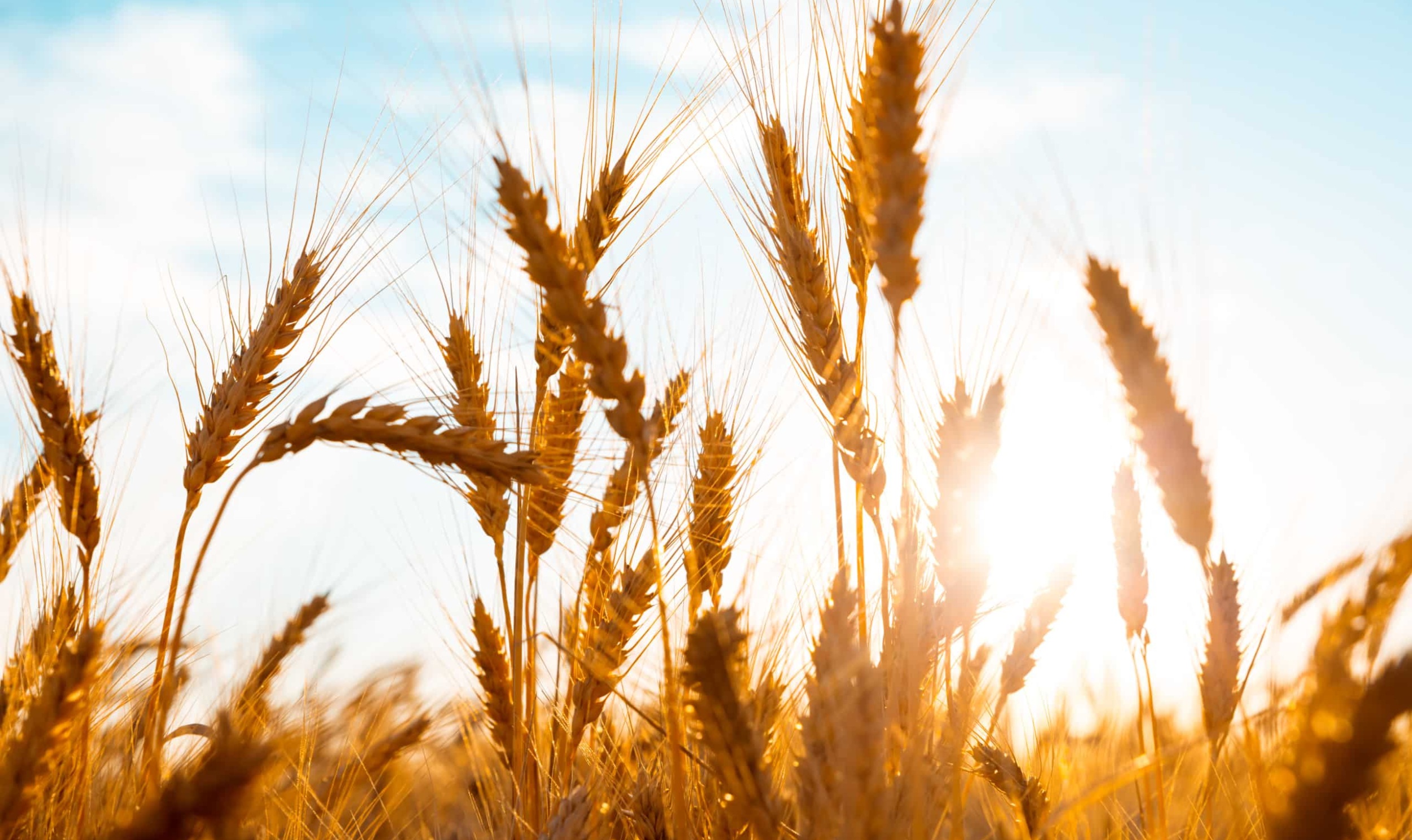 Wheat field in the sun