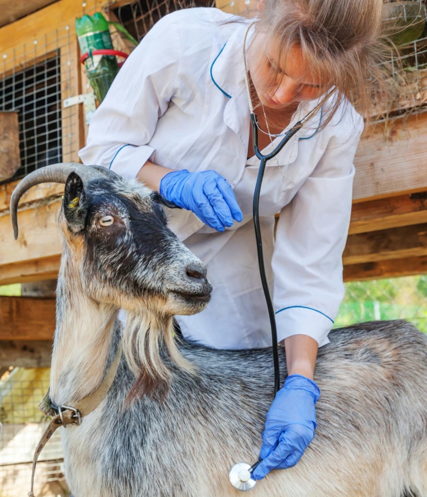 Young woman in lab coat and surgical gloves leaning over horned goat listening to its side with a stethoscope.