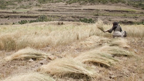 A woman working in a field.