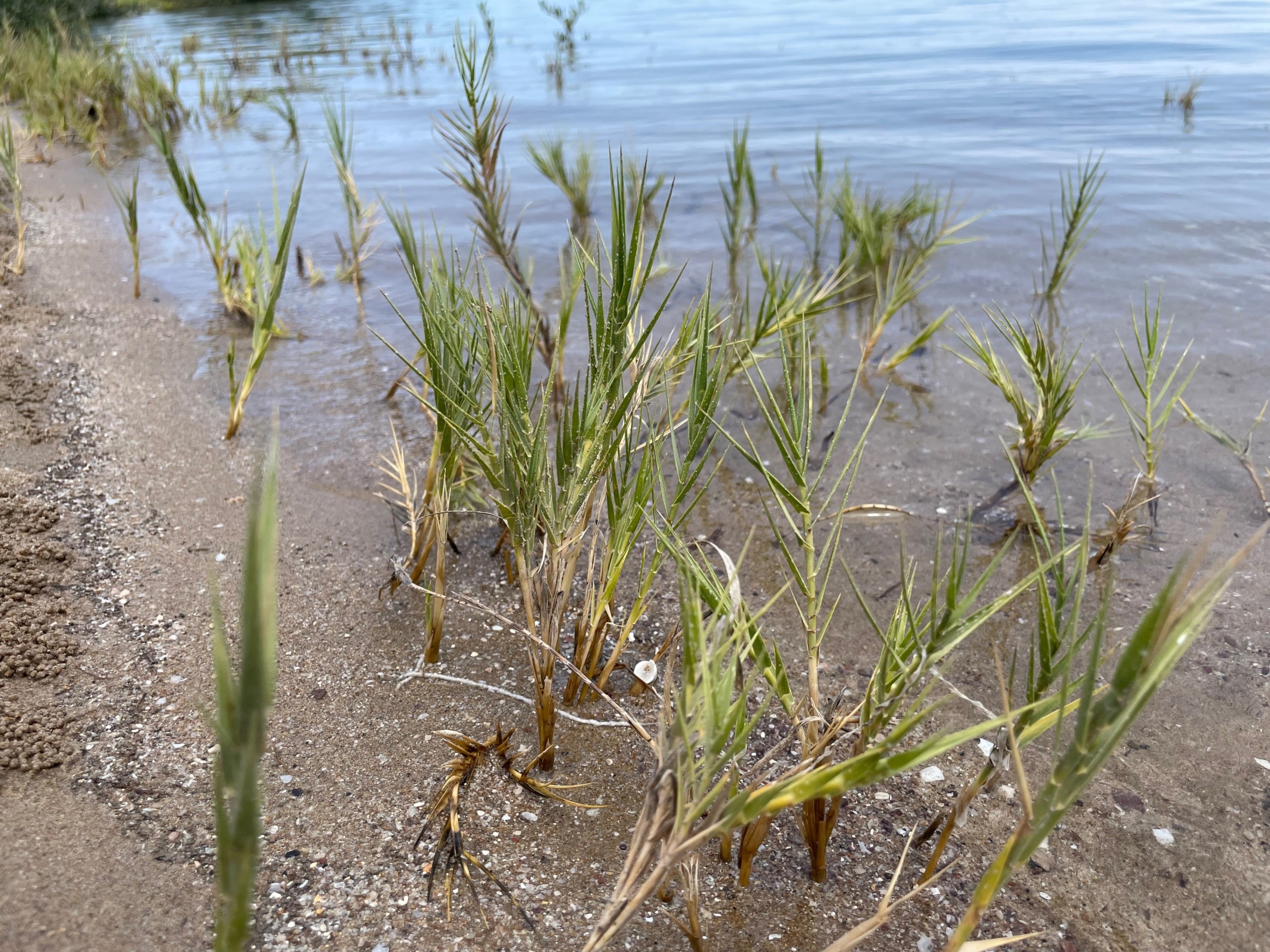 Nipa saltgrass (Distichlis palmeri) growing on the sea shore in the Gulf of California, Sonora, Mexico