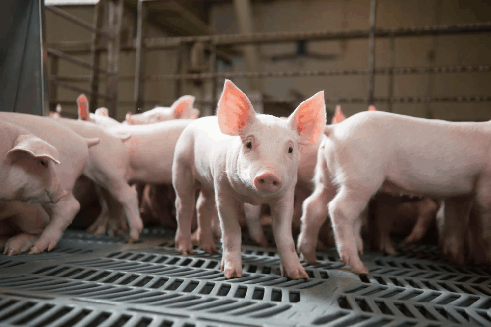 Pigs on a swine farm