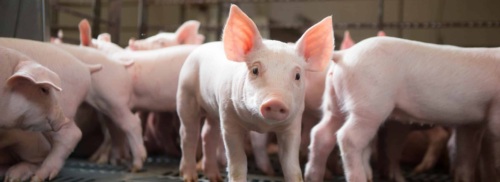 Pigs on a swine farm