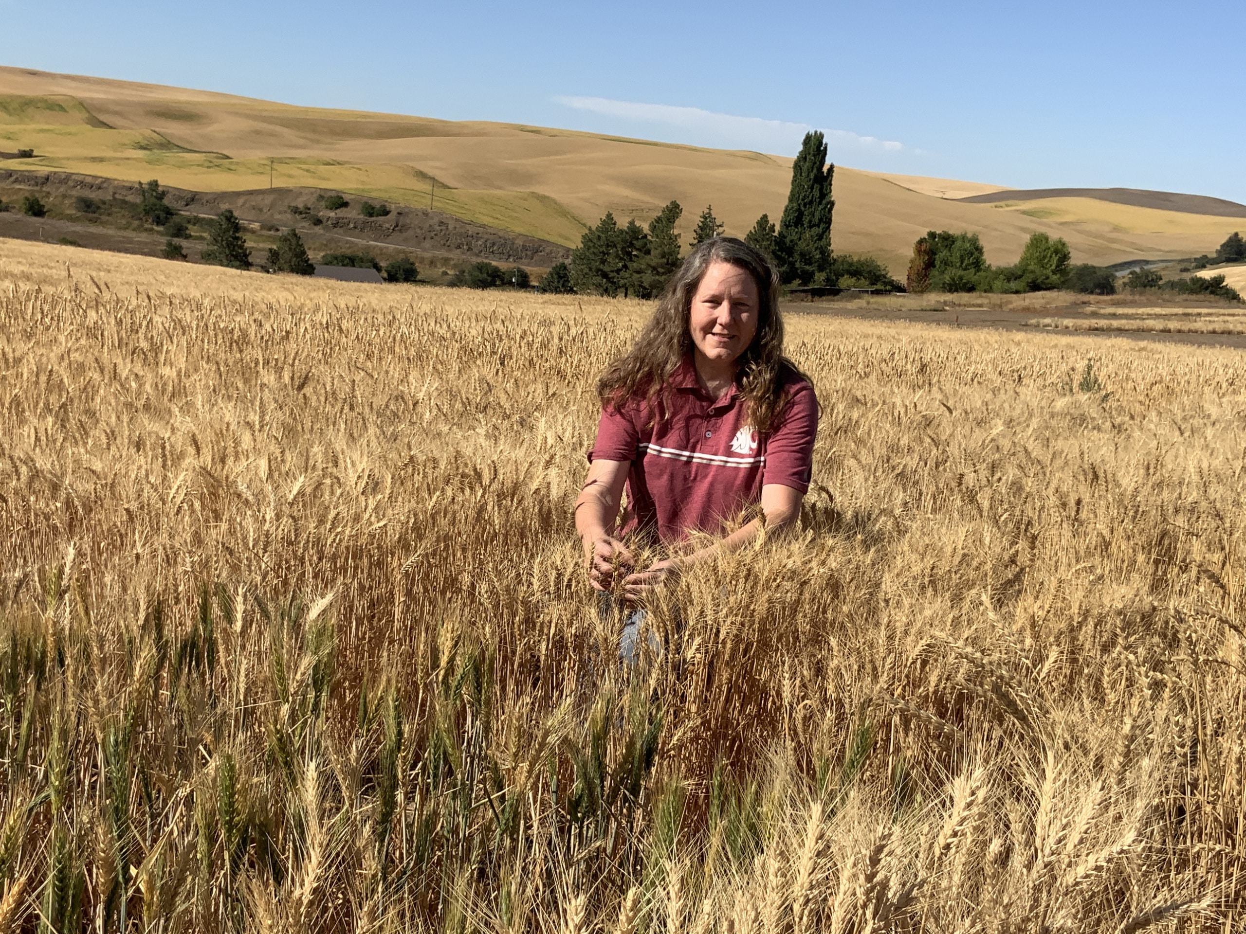 Amber Hauvermale wheat field