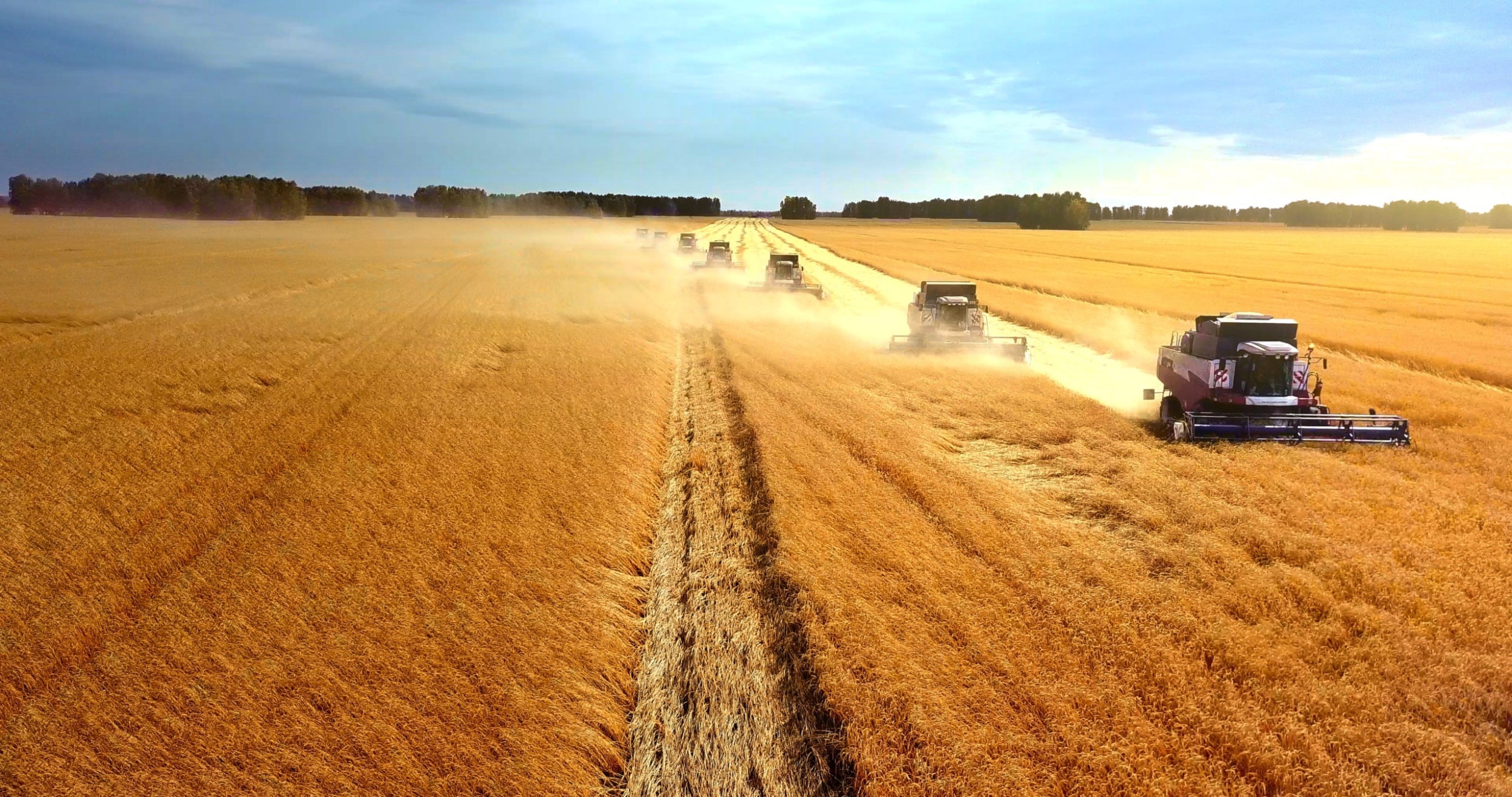 Tractors harvest wheat