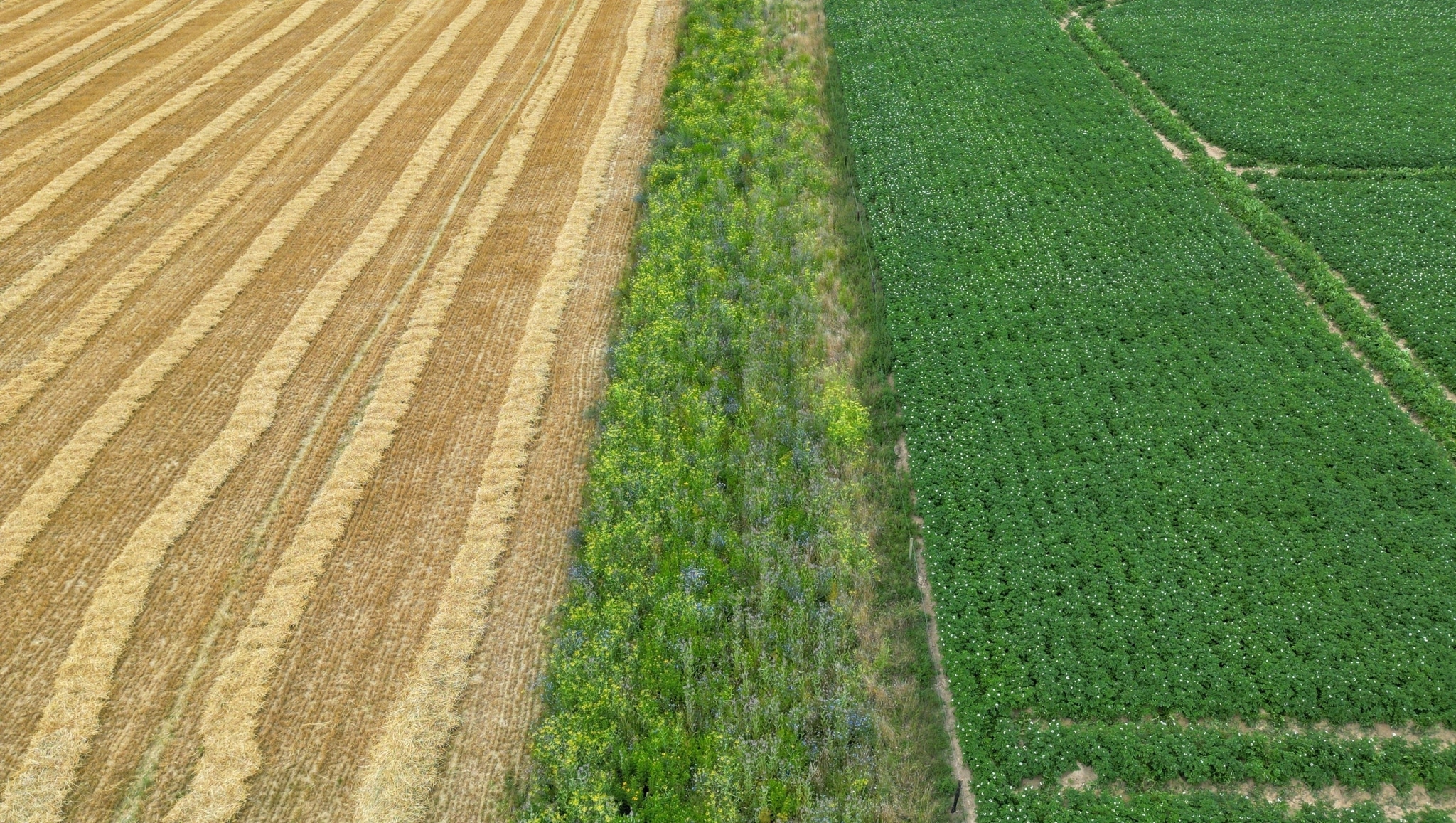 An aerial view of a flower strip between harvested barley on the left and potatoes on the right