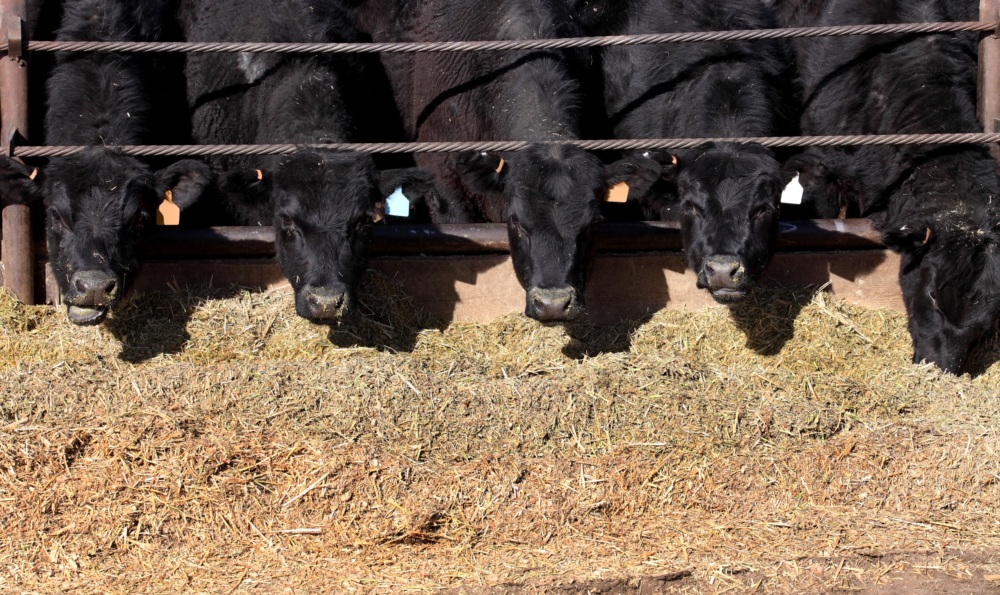 Five black cows with different colored ear tags facing the camera, stretching their heads under two metal cables to reach their feed and in multiple stages of chewing