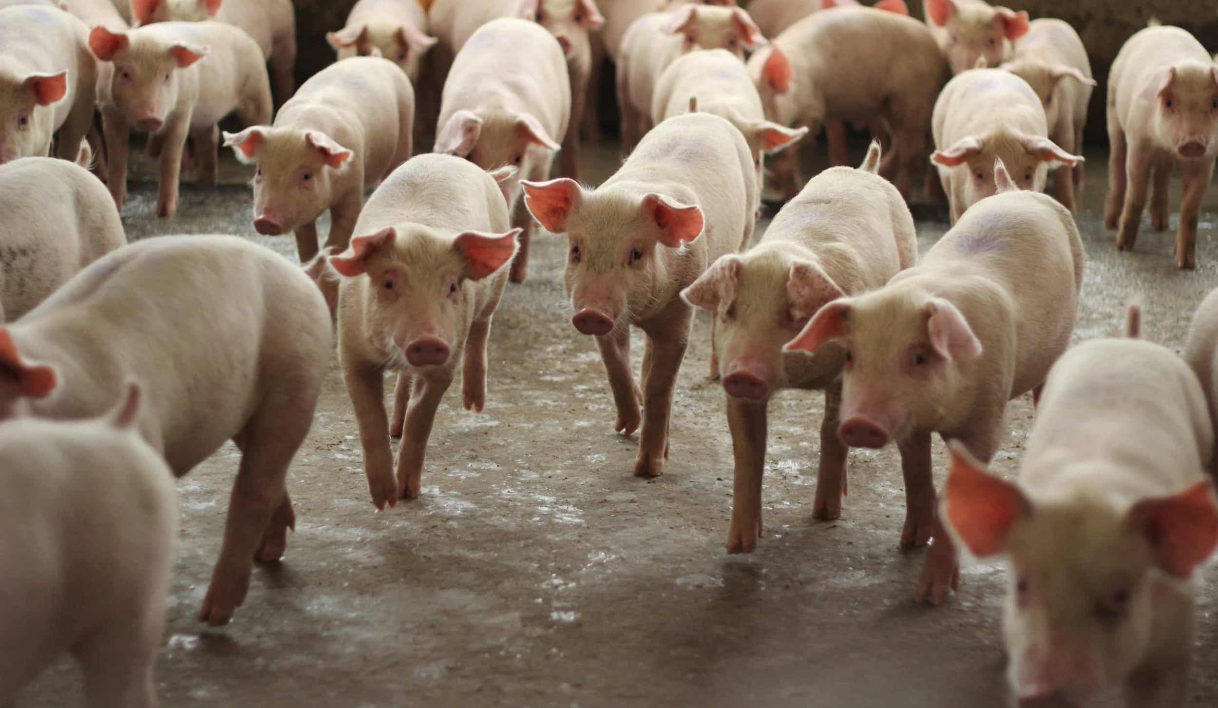 group of grower pig in commercial swine farm