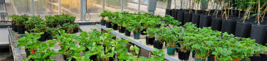 Greenhouse logo.