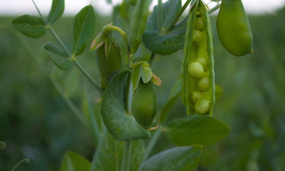young green pea pods