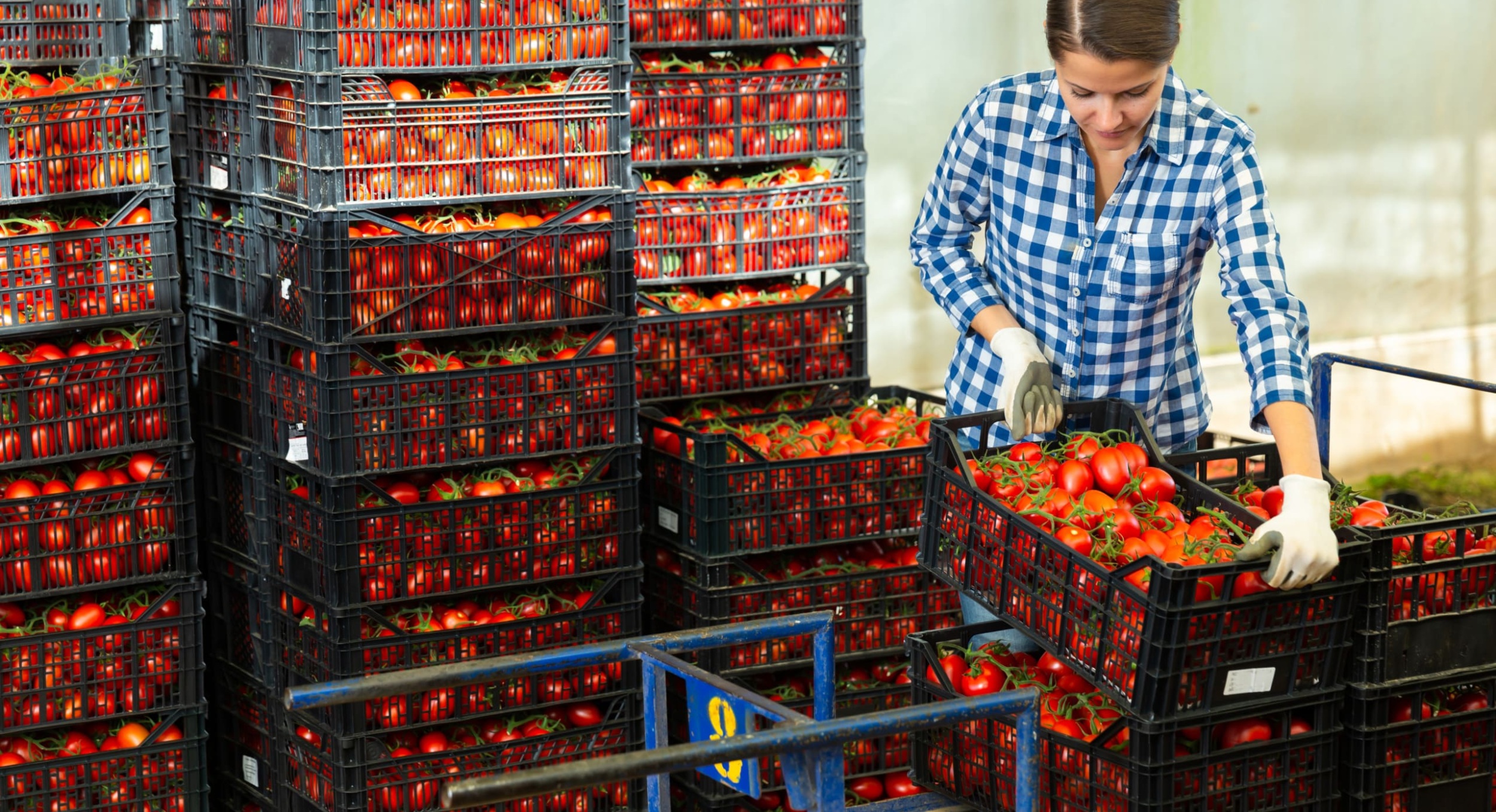 A women sorting fresh produce in a warehouse.