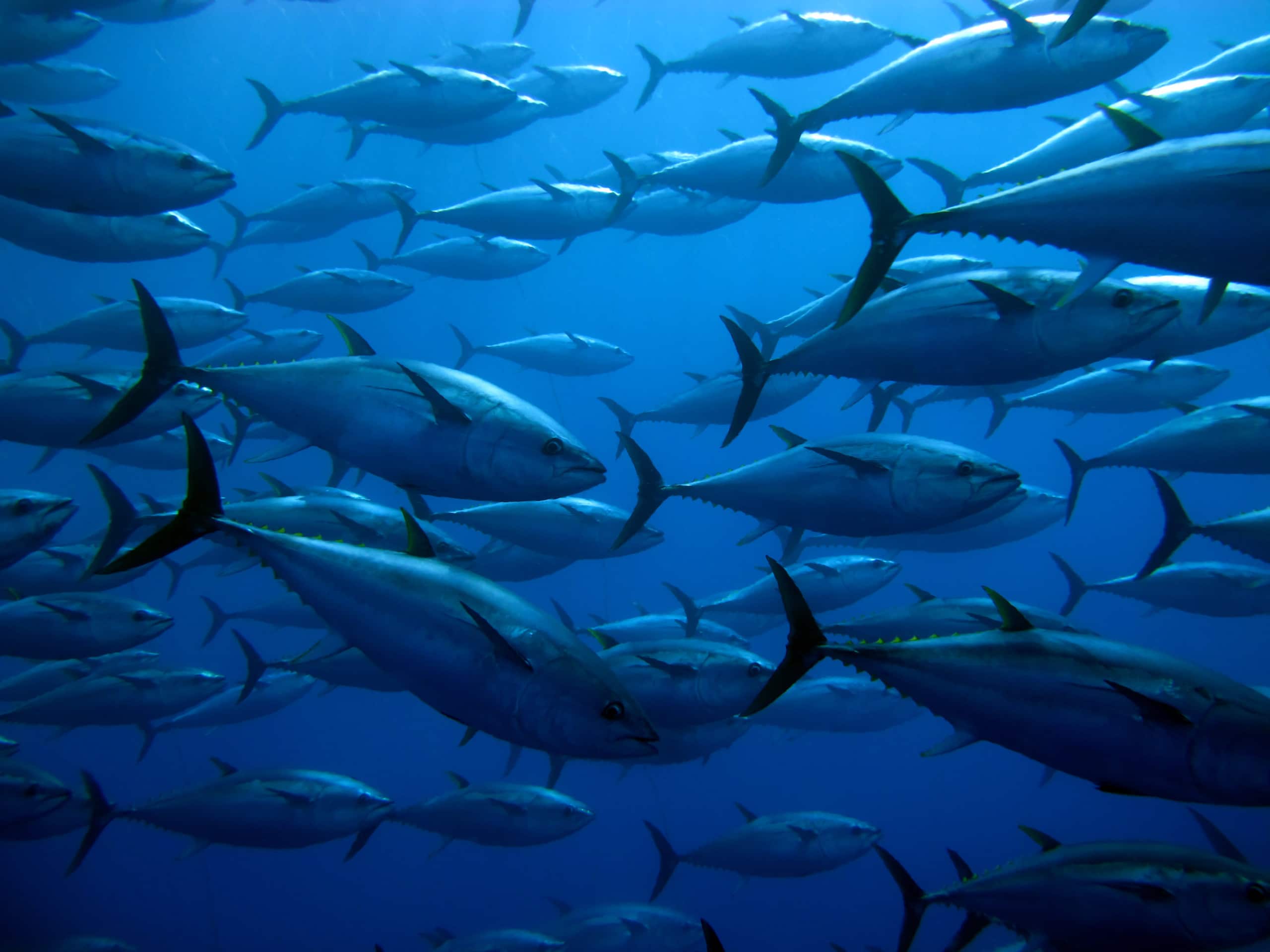 school of tuna under water