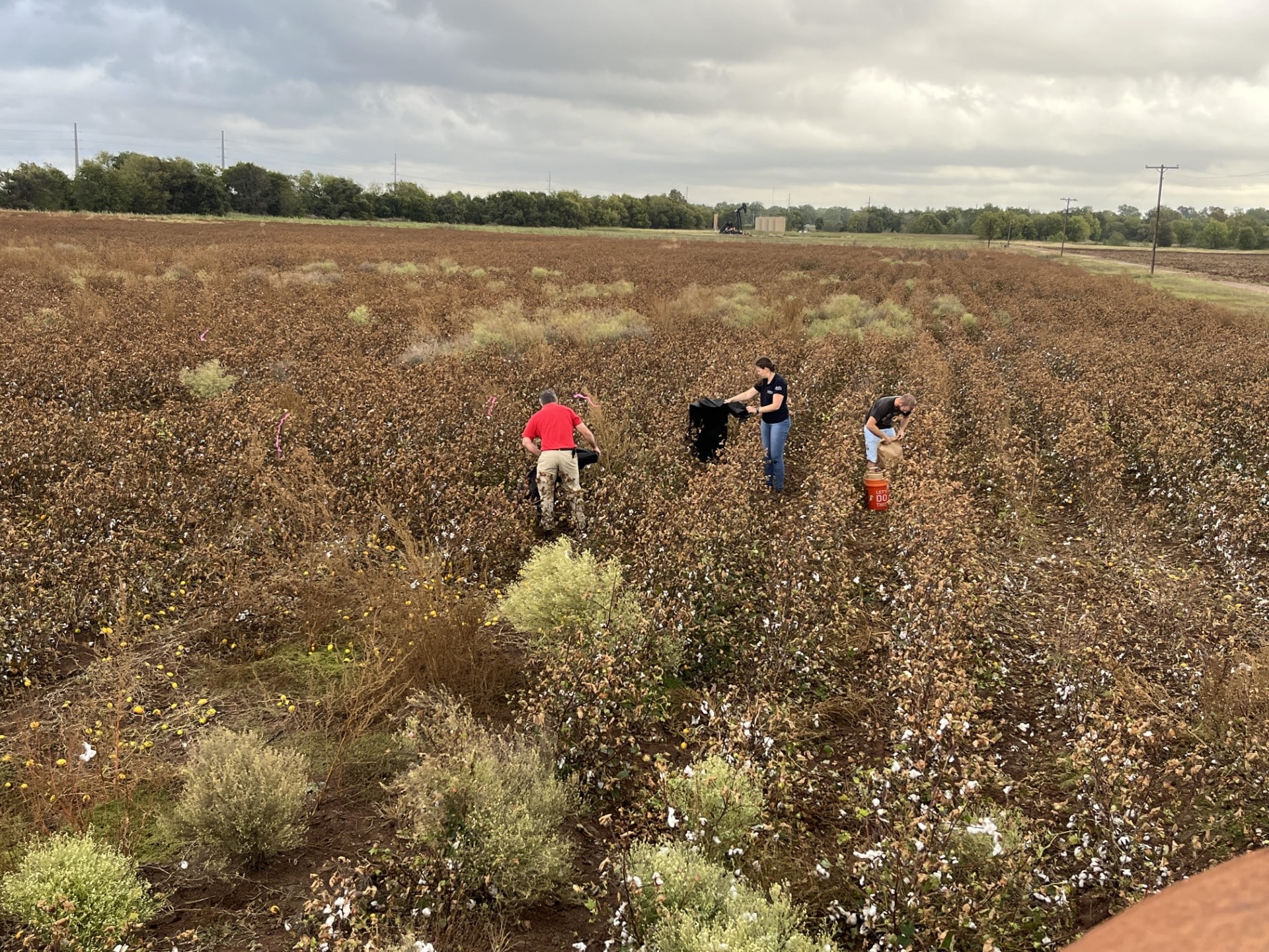 People collecting weed seed samples during cotton picking.