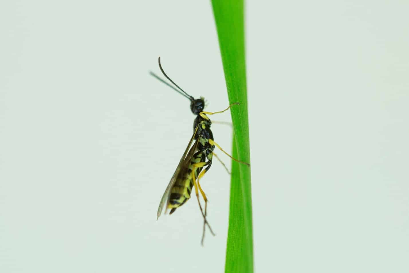 An adult sawfly