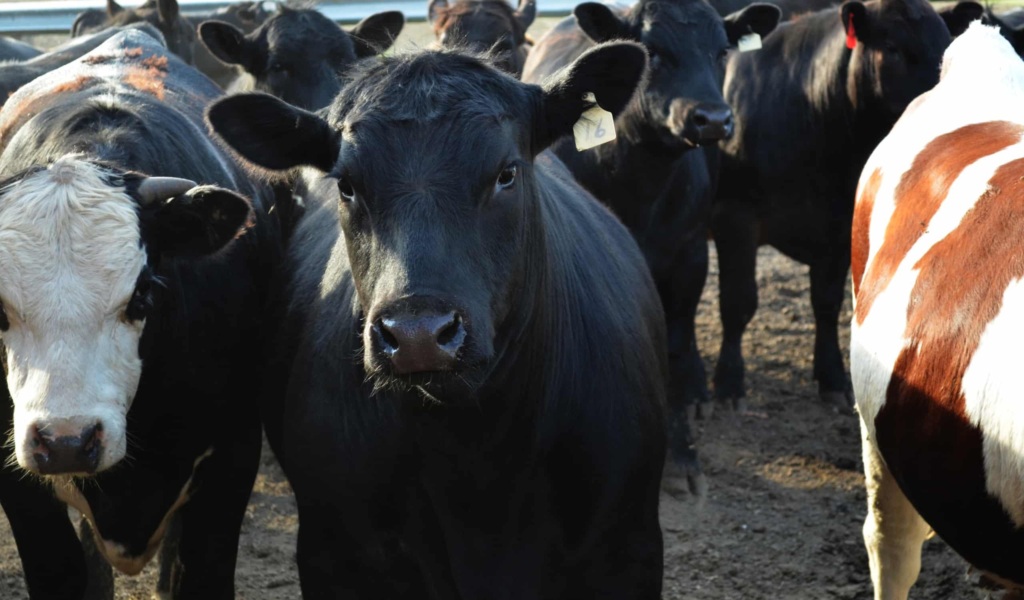 ICASA Awards Grants to Address Antimicrobial Resistance in Cattle