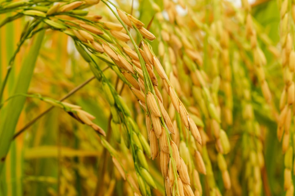 Increasing Drought Tolerance In Rice - Foundation For Food 