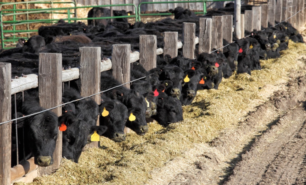 Black Angus cows in a row eating silage with heads sticking out of feeders