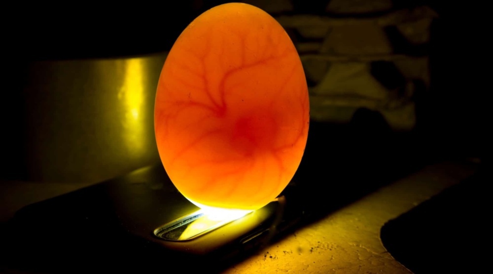 Backlit egg showing young embryo inside