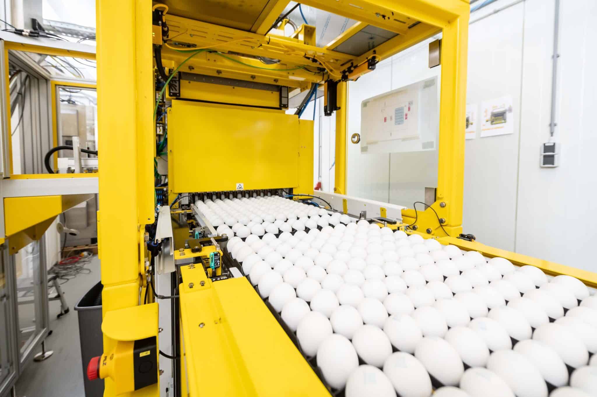 many eggs on a conveyor belt going through In Ovo’s Ella machine
