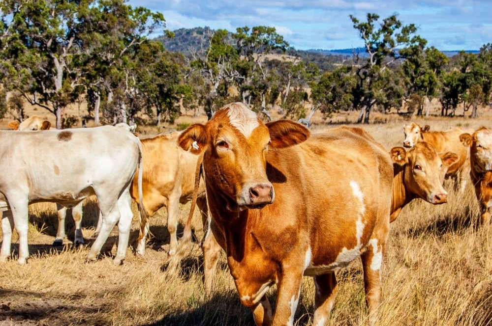 Lowering Livestock Emissions Innovations in Technologies, Policies & Finance