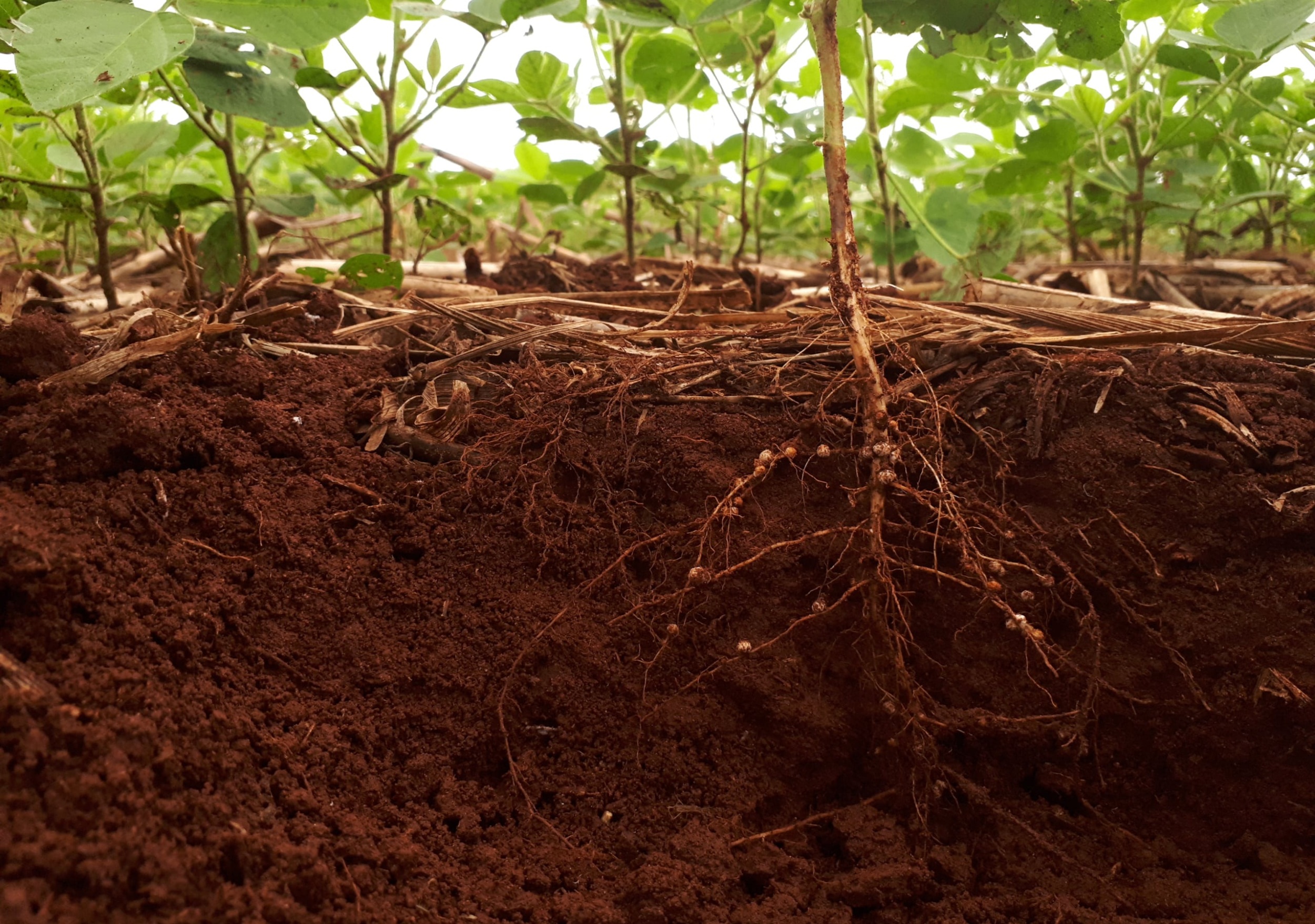 Development of Soybean Root