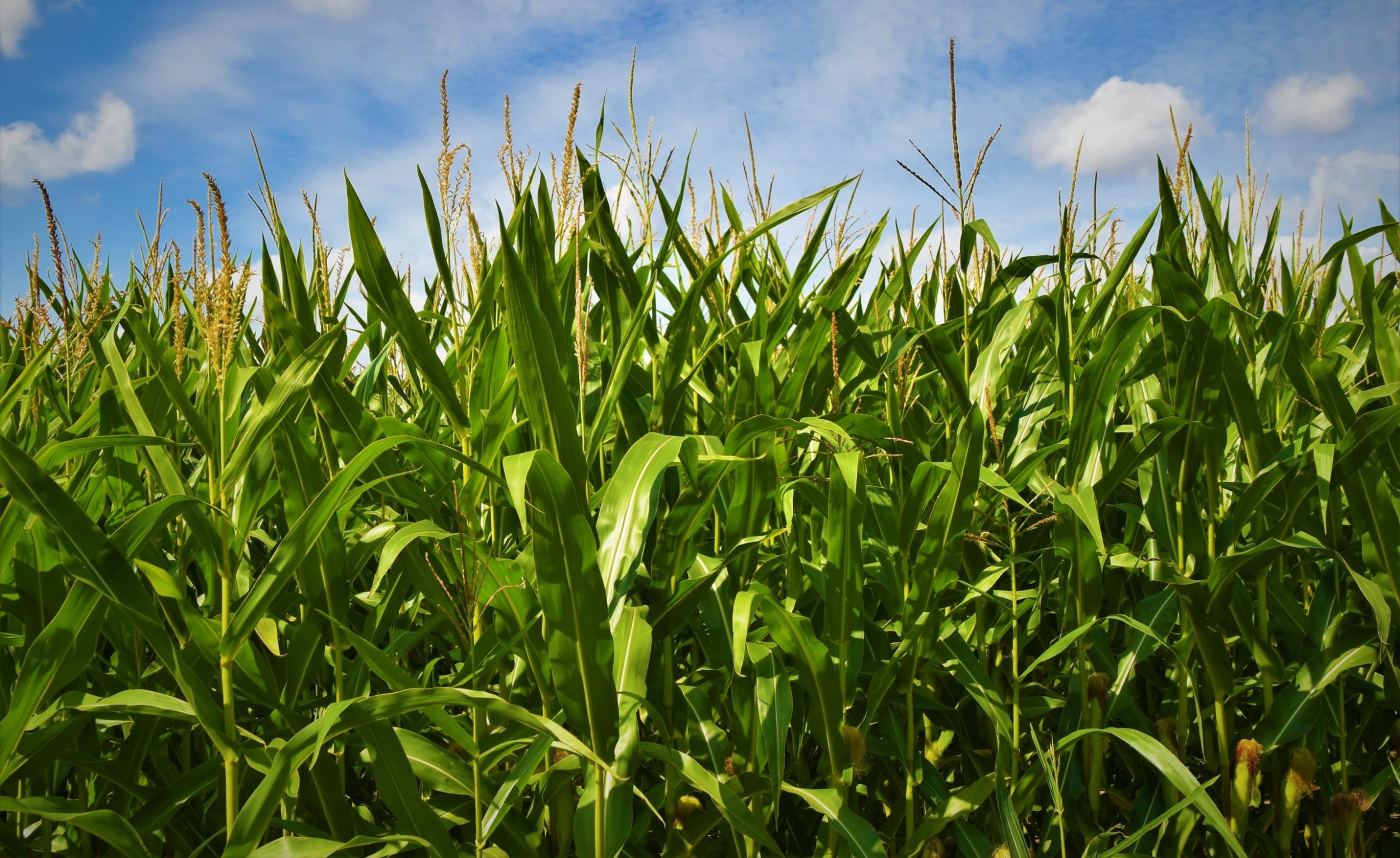 Close up photo of green cornstalks growing in a field with blue sky and white clouds above.