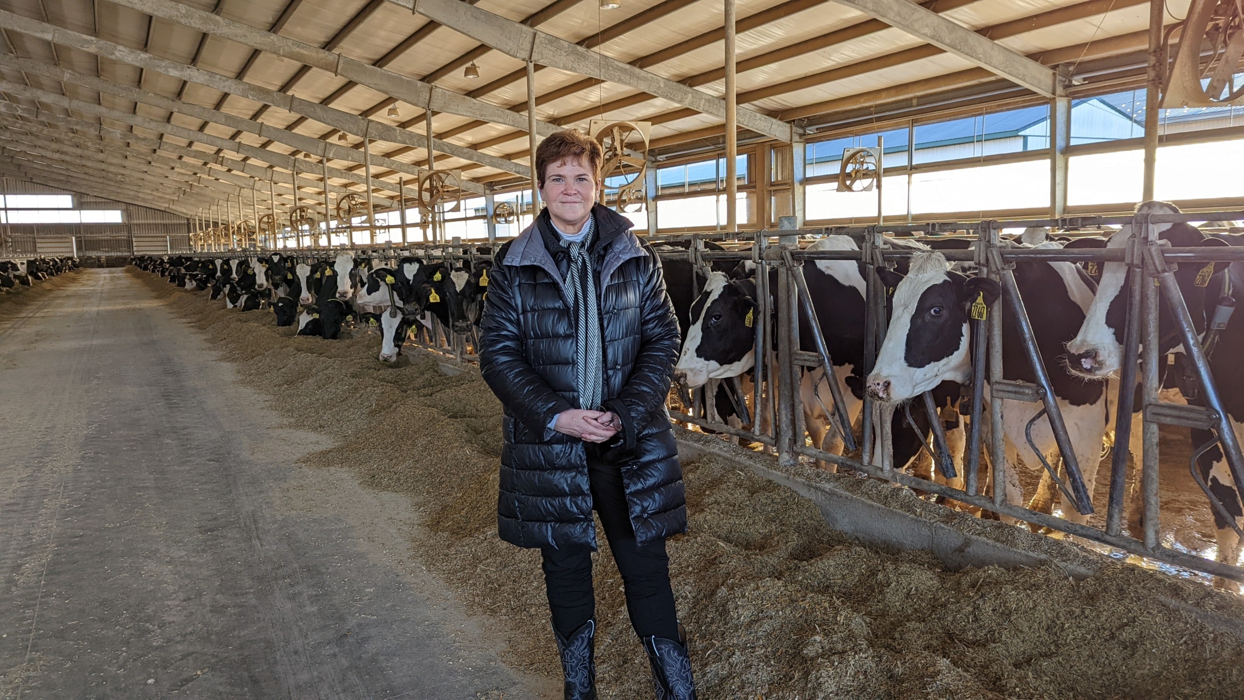Krysta Harden stands in foreground in large metal building with background of black and white cows sticking heads out of metal stalls with silage on ground for them to eat
