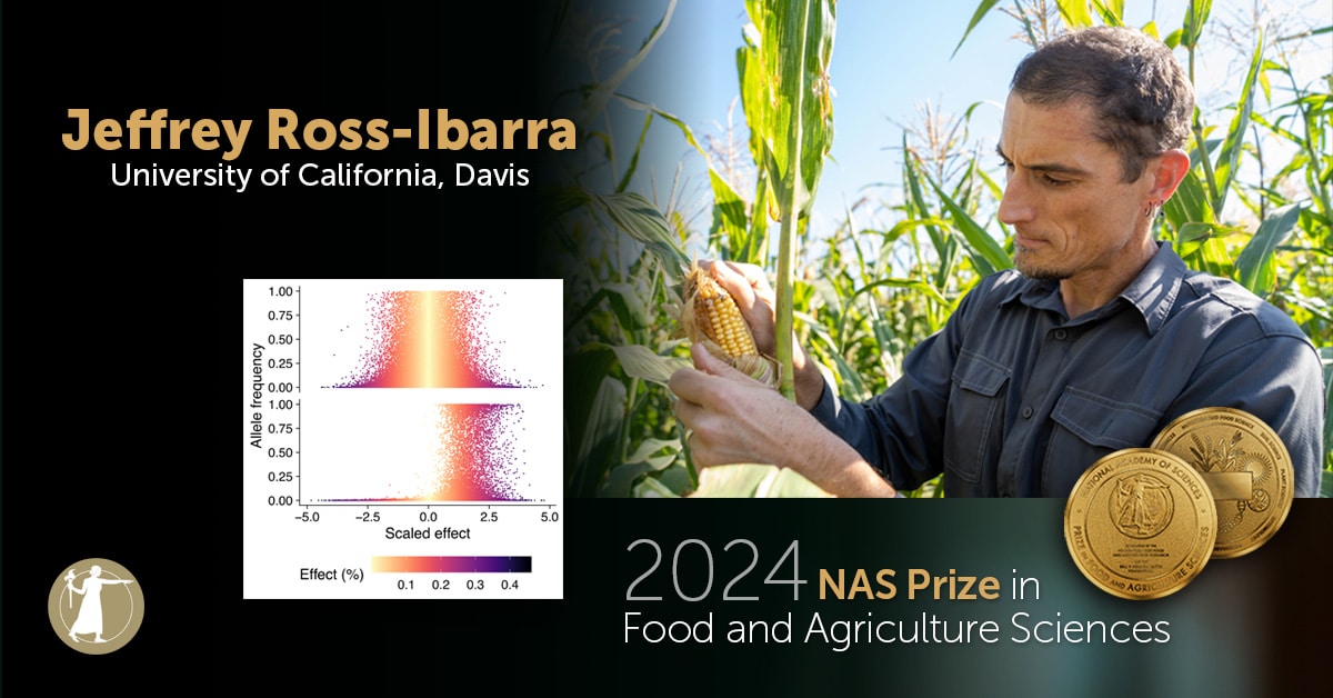 Ross-Ibarra, 2024 NAS Prize in Food and Agriculture recipient