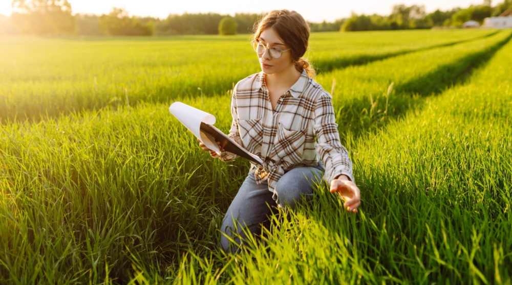 Young female scientist is studying wheat in the field. Scientist touches wheat sprouts, checking growth.