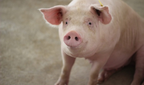 Close up of one white pig seated behind and standing in front, against blurred background of ground, staring at viewer