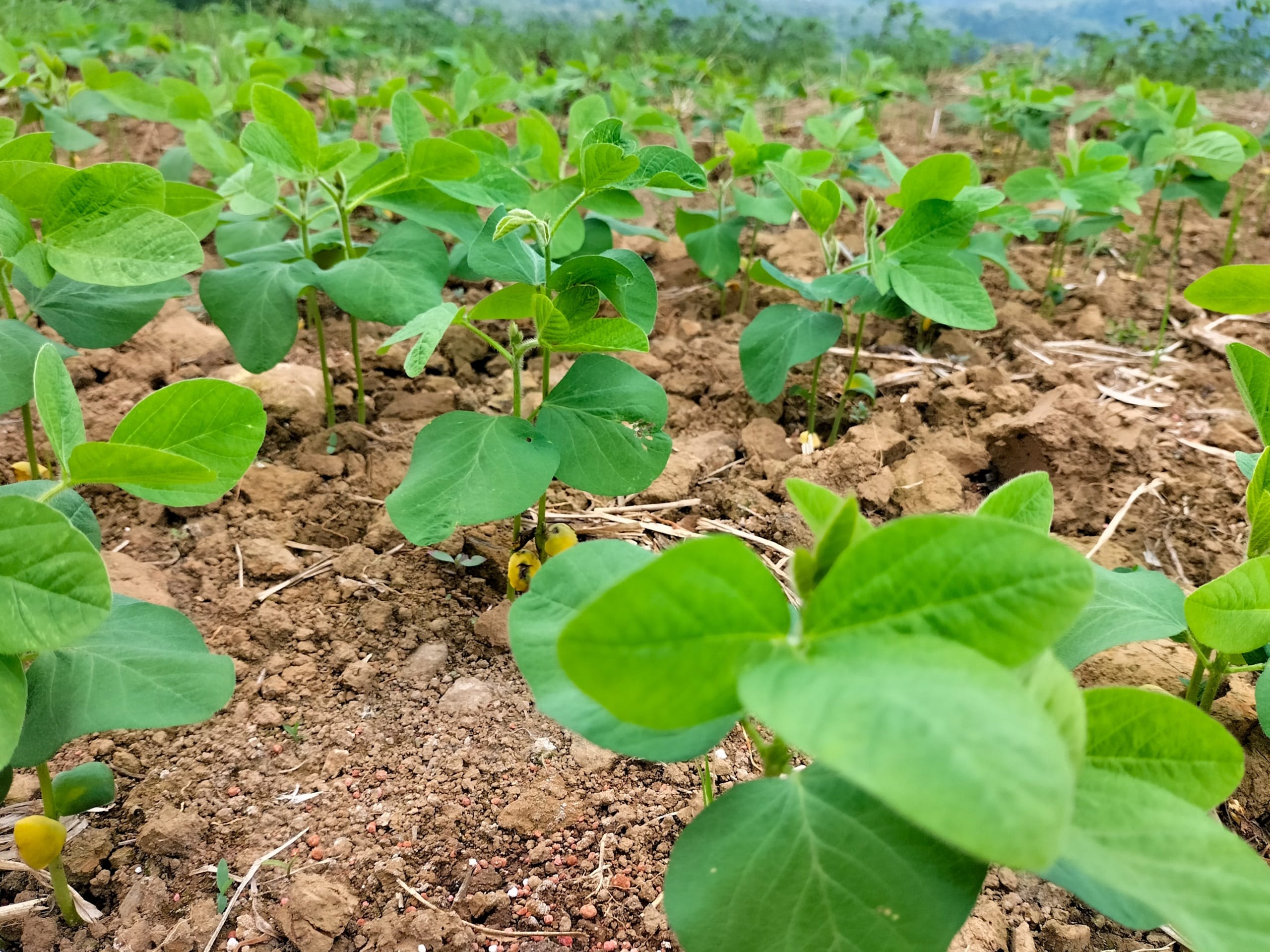 Closeup view of a Soybean plant.