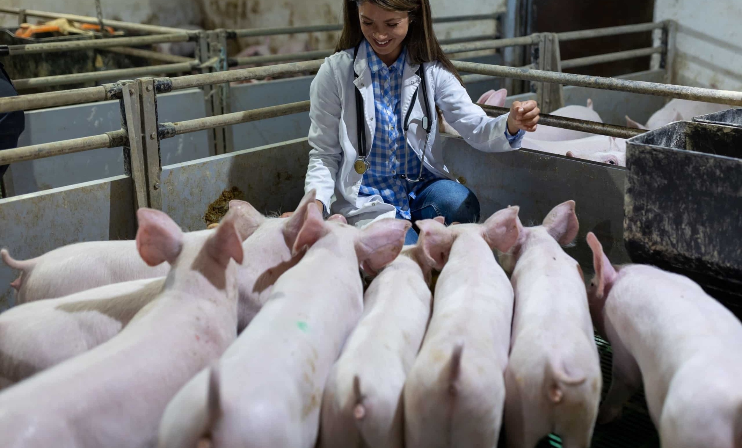 Young white female in lab coat and stethoscope around neck kneels down in indoor pig pen, surrounded by 8 young white pigs