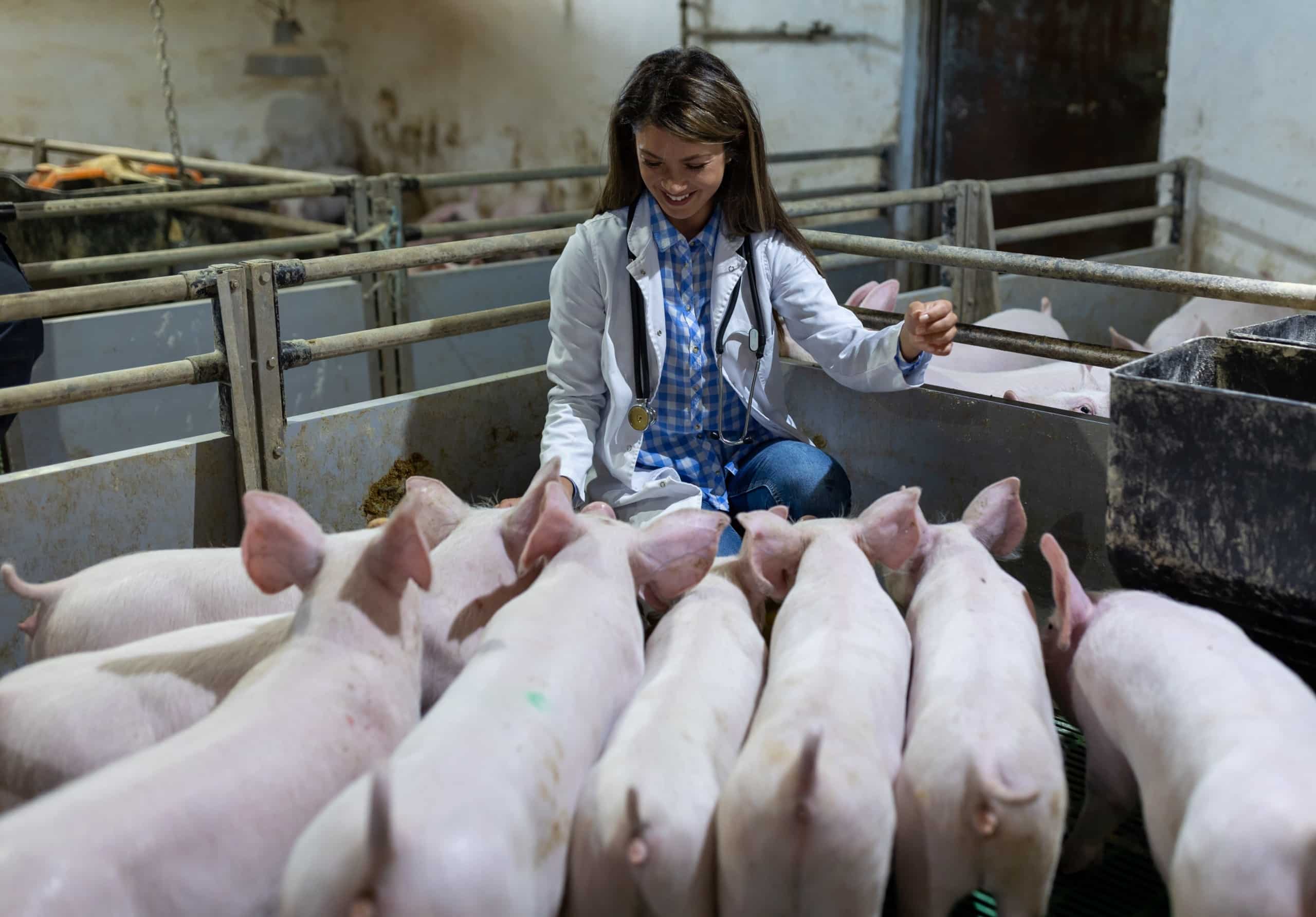 Young white female in lab coat and stethoscope around neck kneels down in indoor pig pen, surrounded by 8 young white pigs