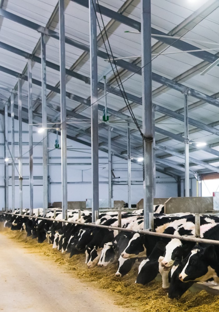 Long aisle in modern steel barn with black and white cows in a row on either side eating silage.