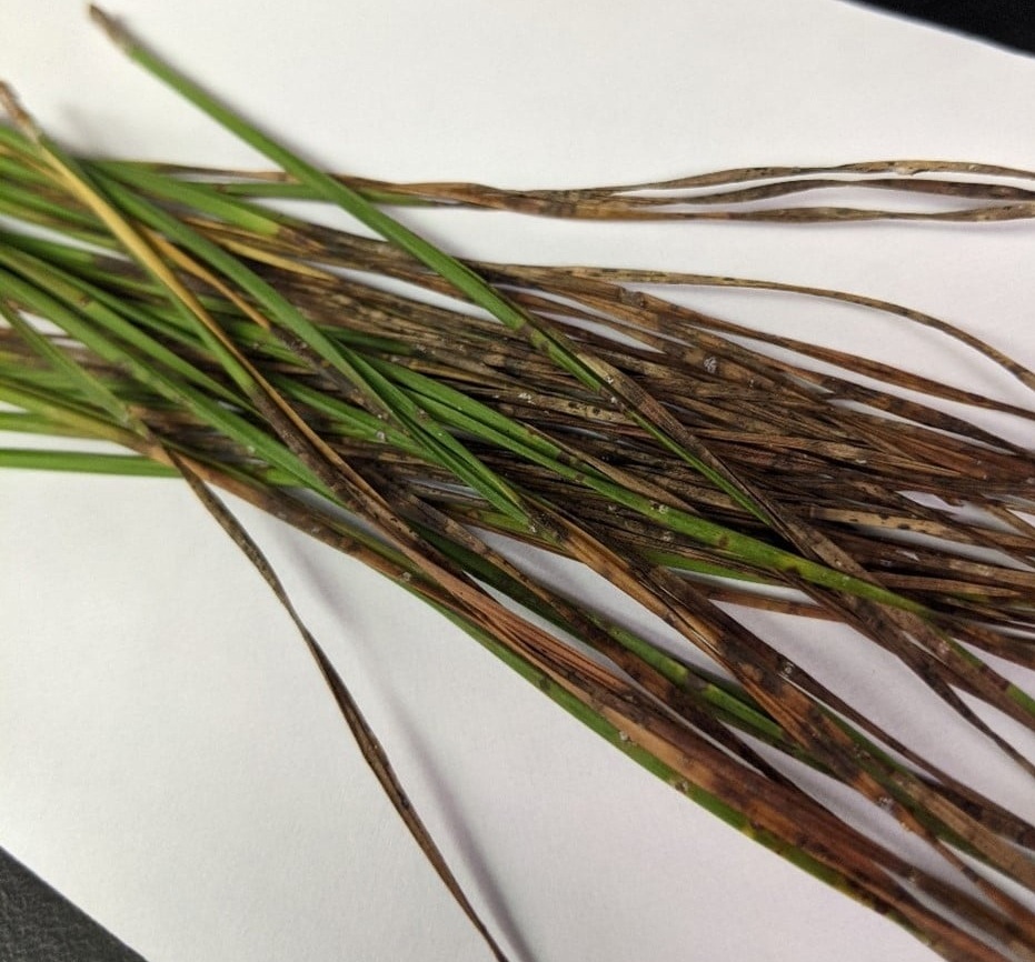 The symptoms of brown spot needle blight.