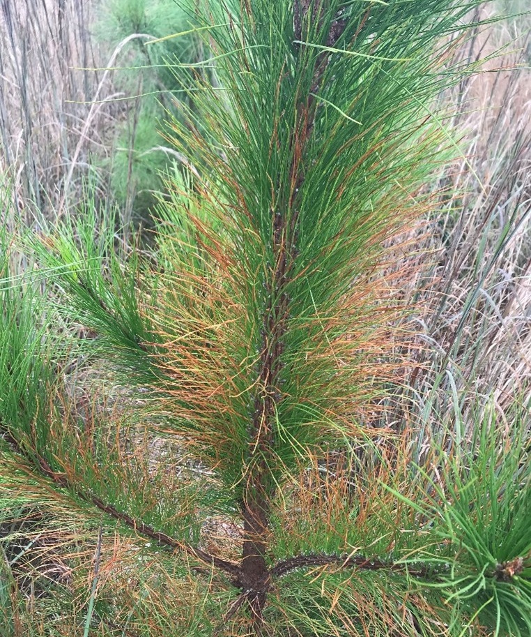 The symptoms of needle cast on a young loblolly pine.
