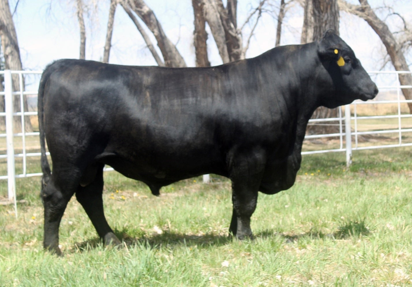  The first SLICK Angus bull, Stay Cool, commercially available in the U.S. 
