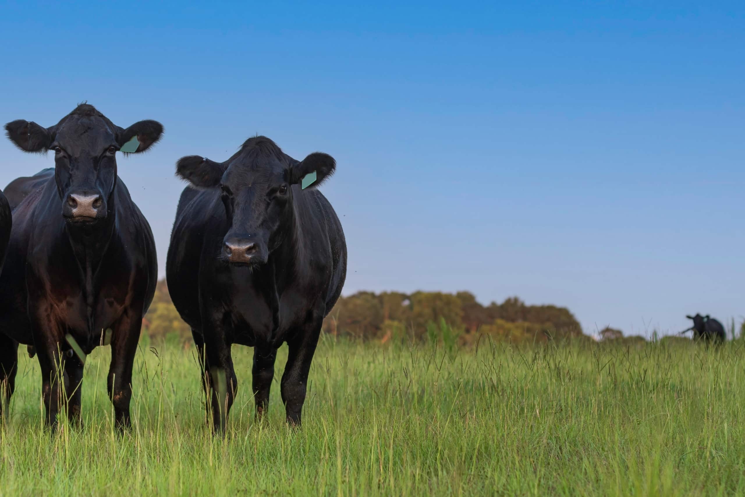 Angus cows on green pasture