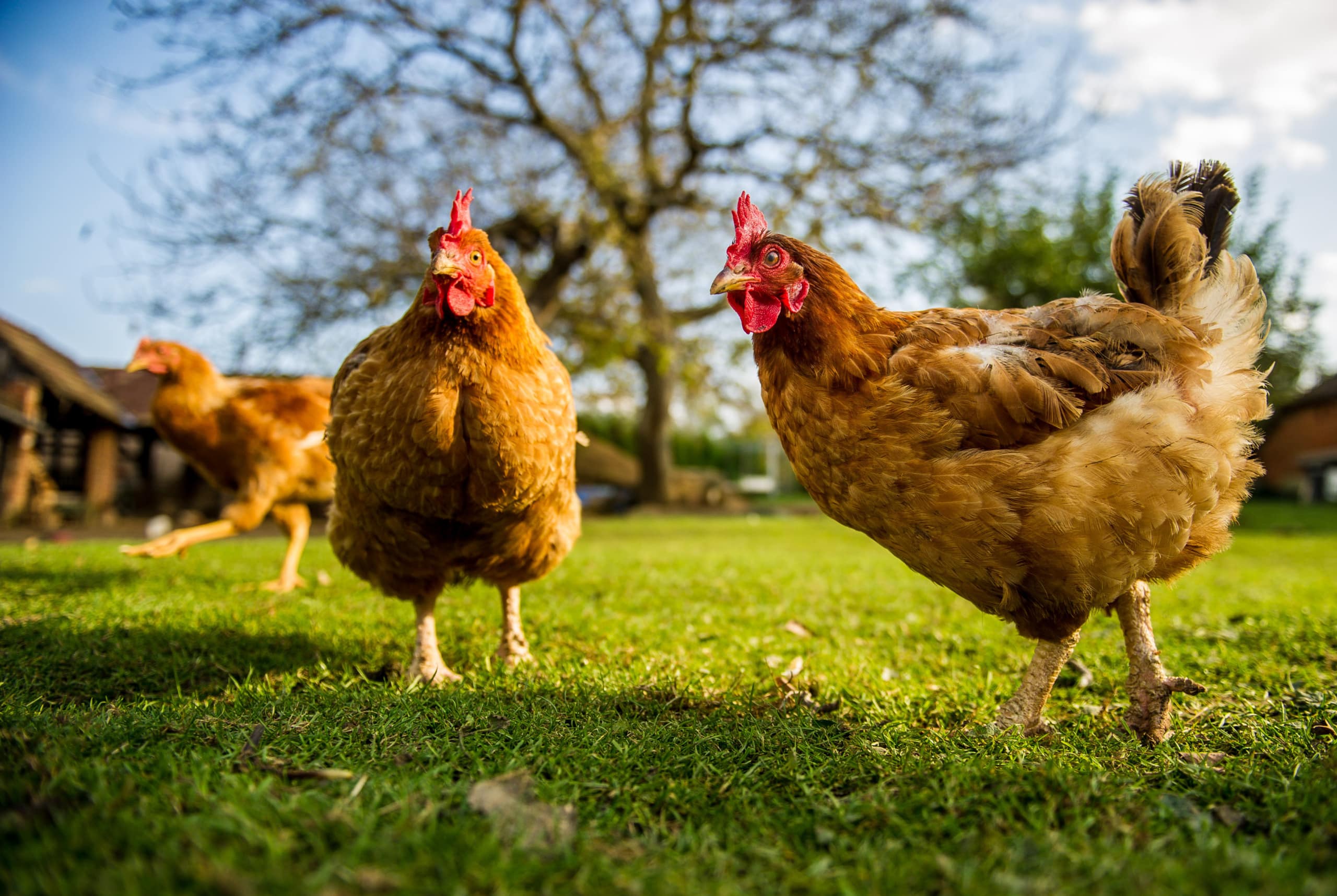 Chicken in a green pasture