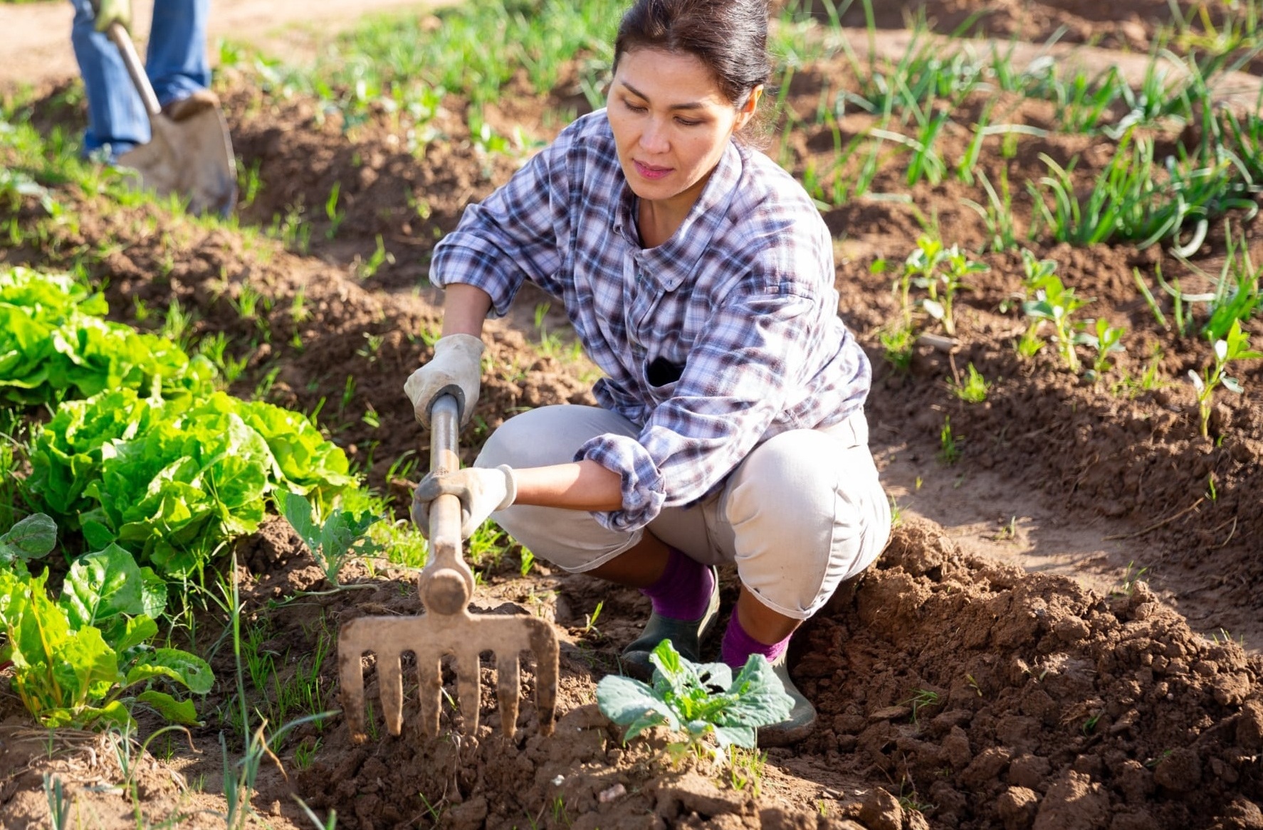 Woman of Asian appearance working in garden between beds with pitchfork in hands