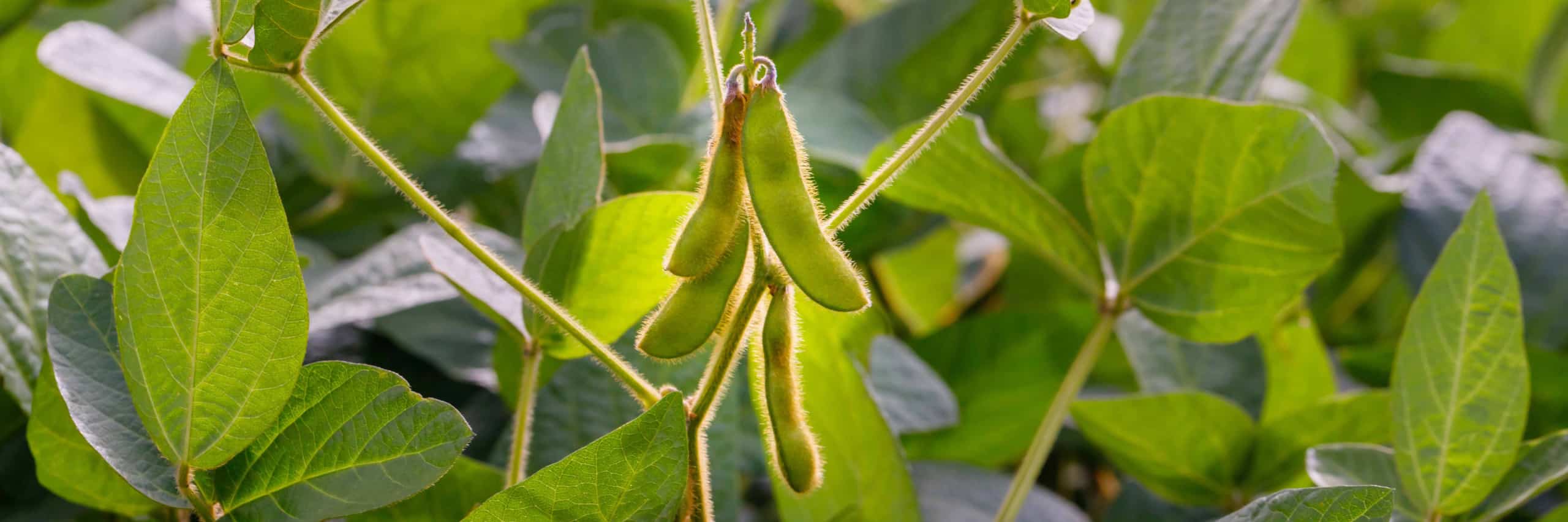 Soybean pods in agricultural soy plantation