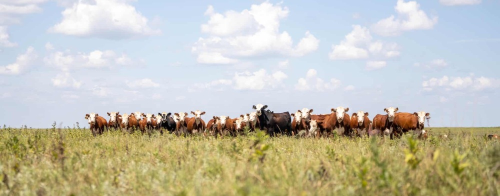 Brown and white cows standing in a line across a green field with a lot of blue sky and white puffy clouds above
