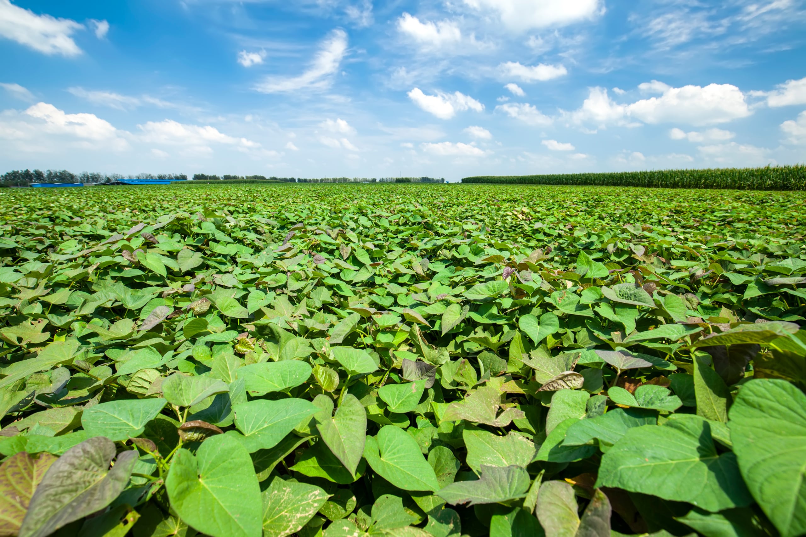 Field of green sweet potato leaves with blue sky and white wispy clouds