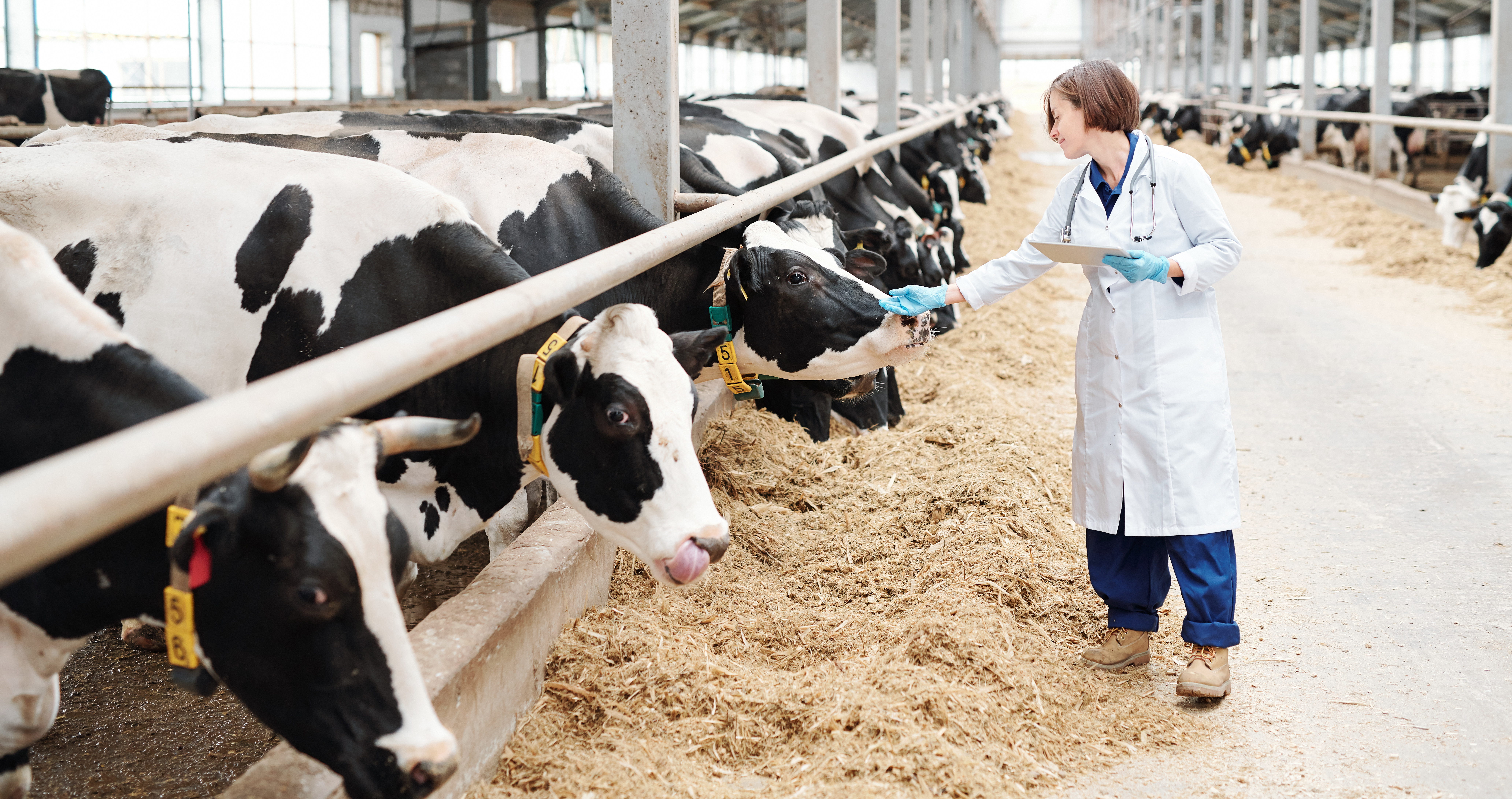 woman in lab coat holding a clip board standing in the center aisle of a large metal dairy barn petting the nose of one of the many black and white cows