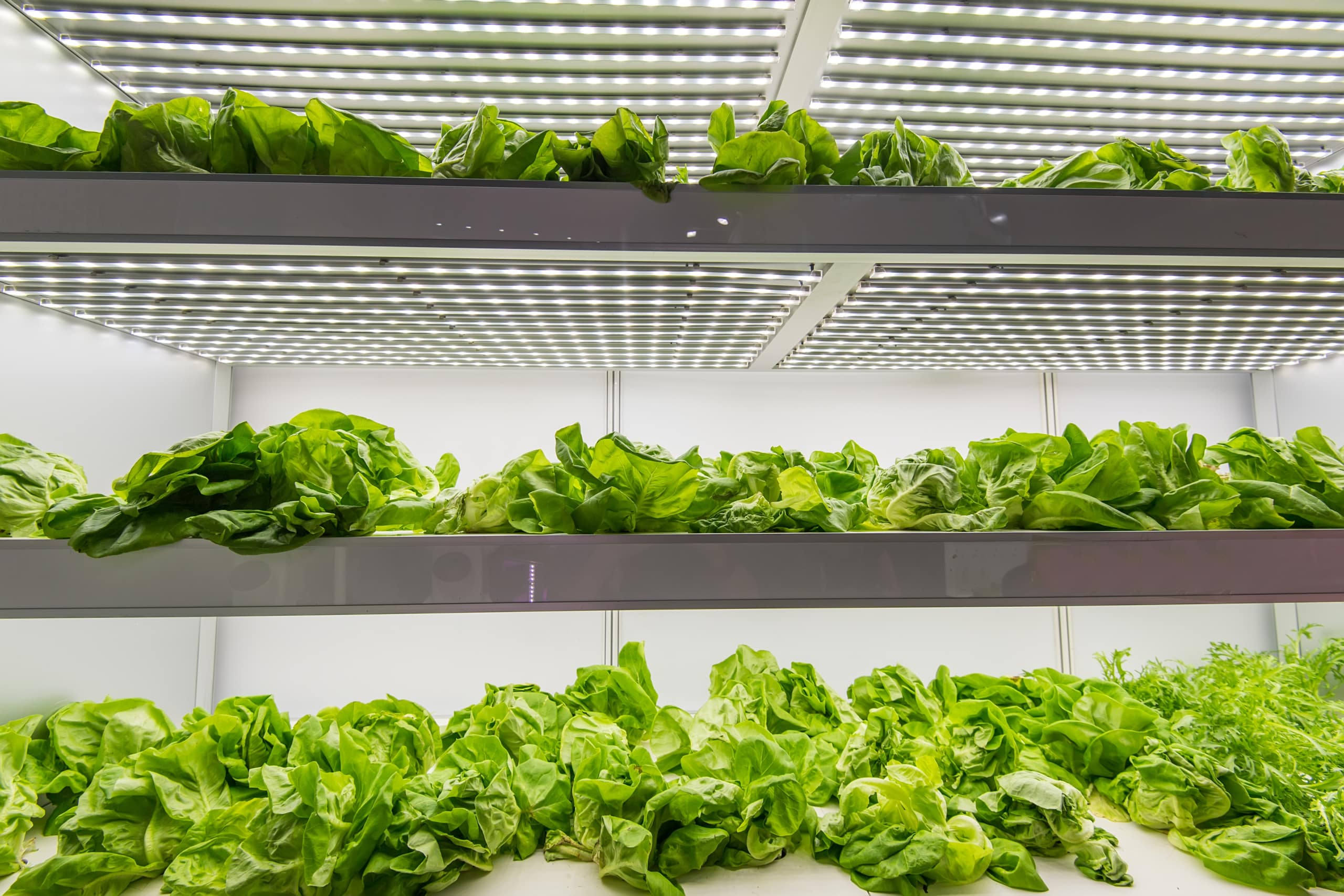 Lettuce being grown indoor using Controlled Environment Agriculture.