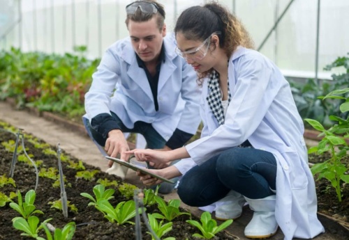 Two scientists analyzing vegetables