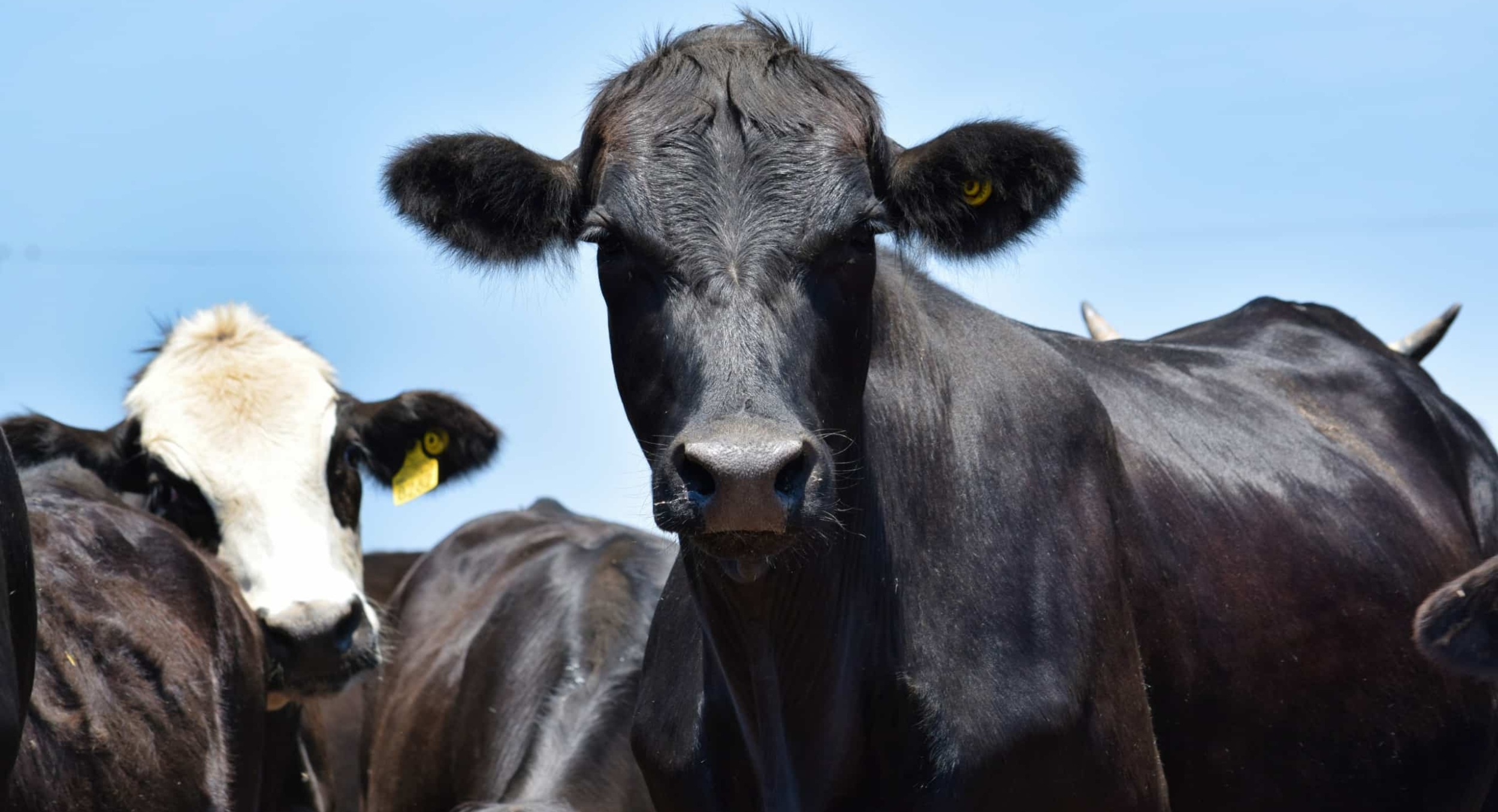 Close up view of black cow head on, with other cows in background against blue sky