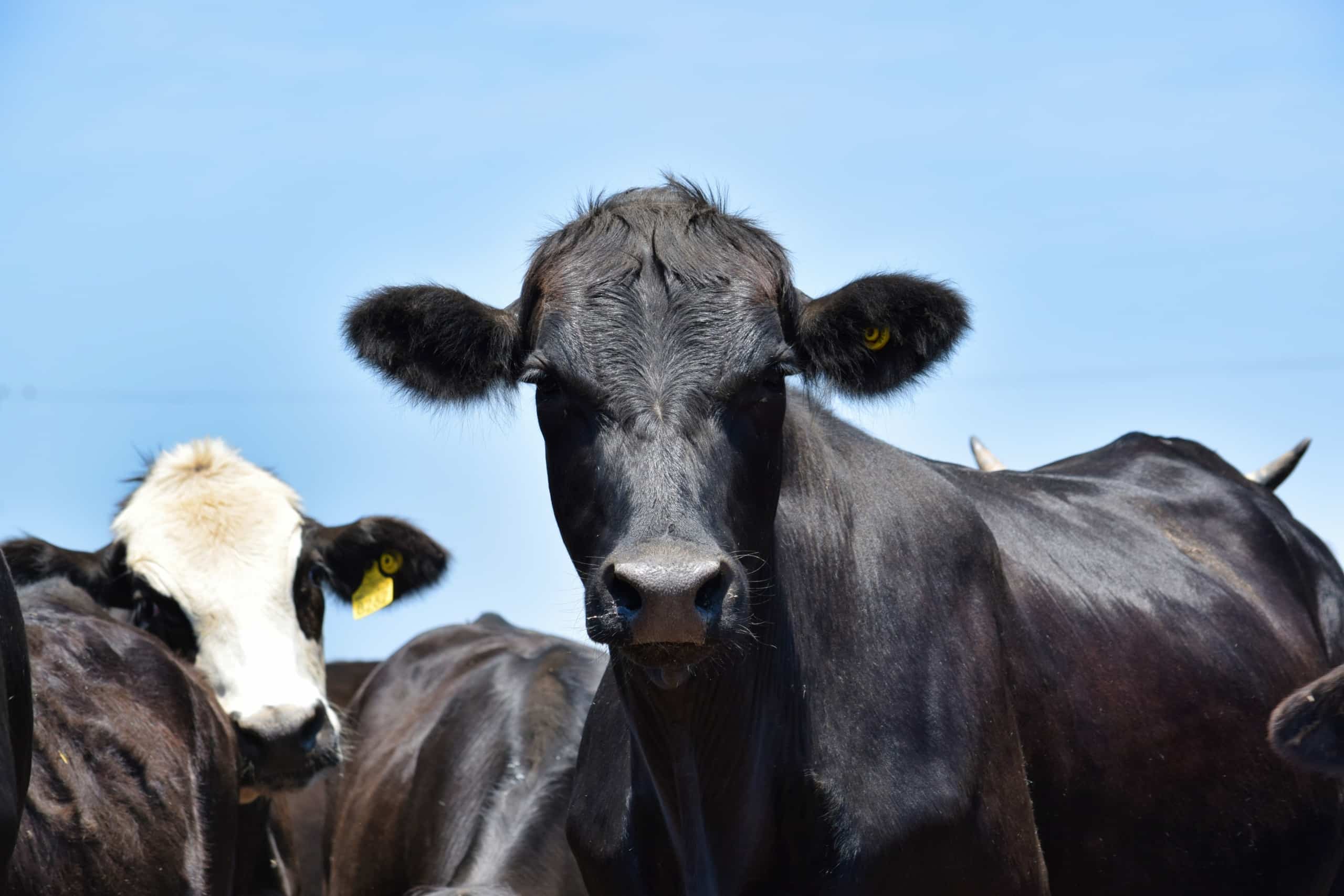 Close up view of black cow head on, with other cows in background against blue sky