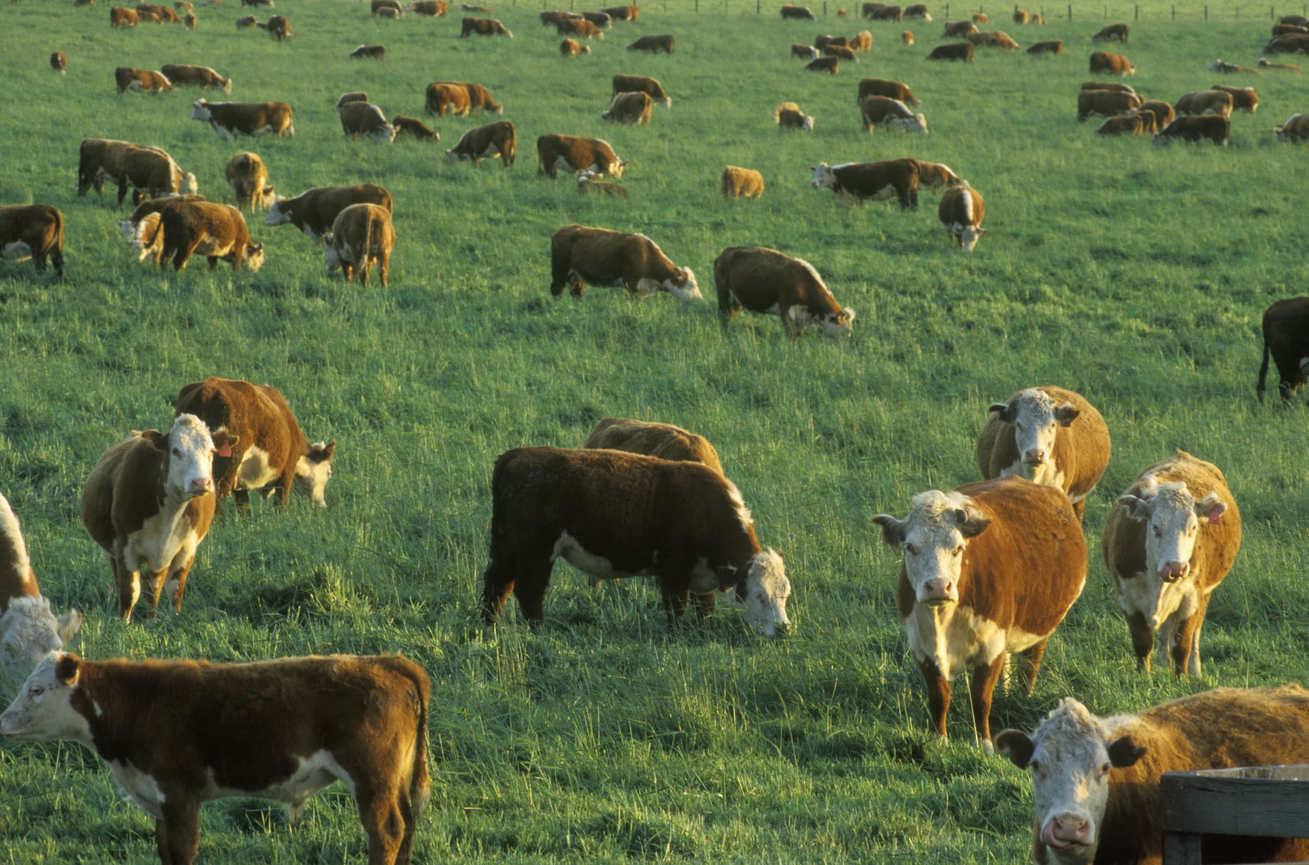 Brown and white Hereford cattle grazing in a green field